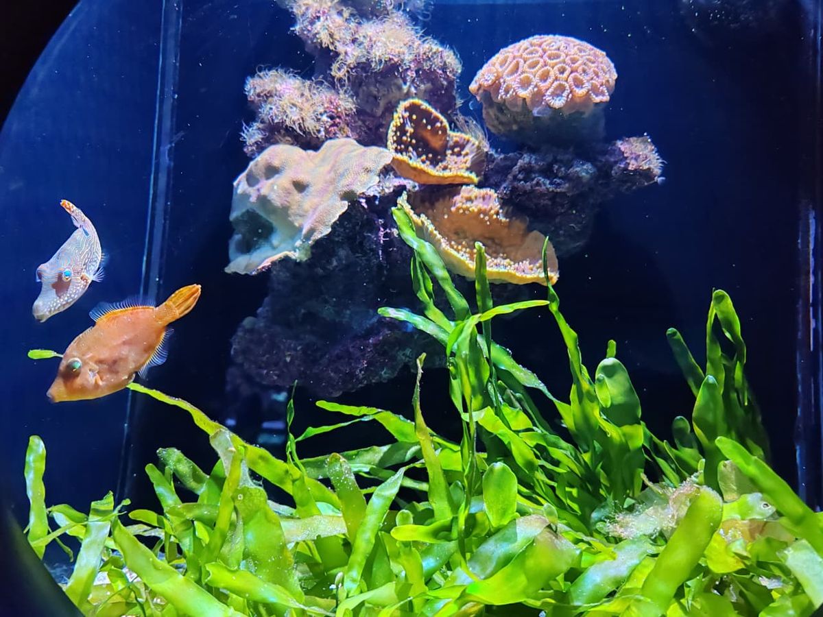 Algas y peces en una de las peceras del acuario