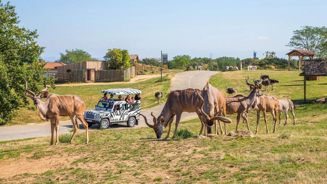 Un jeep del safari entre los antílopes en el parque de Peaugres